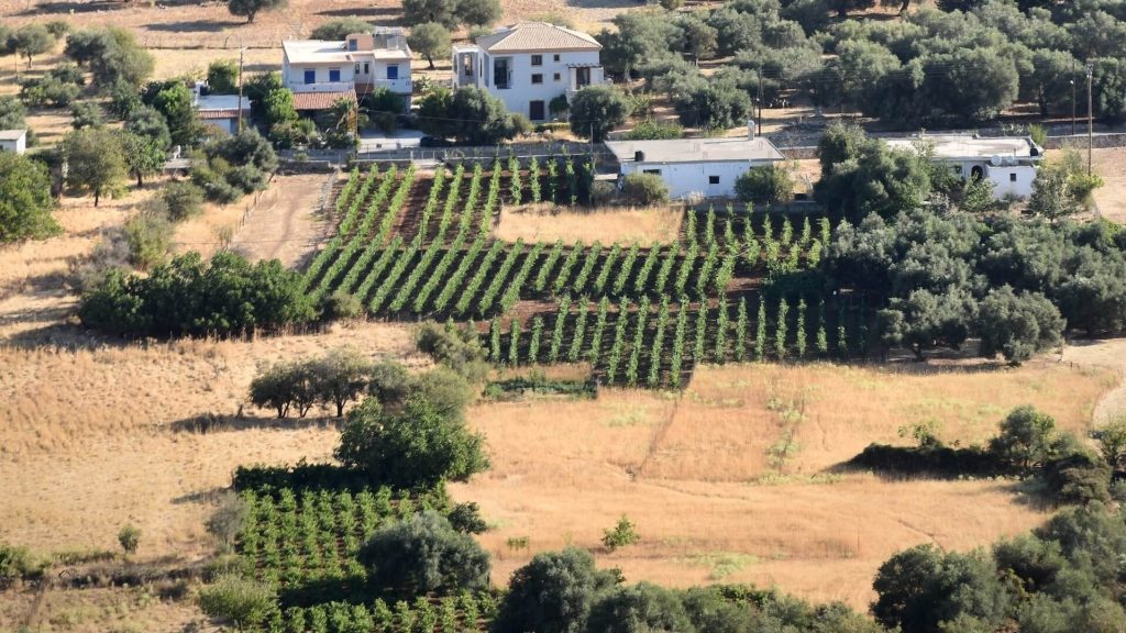 Une vue sereine d'un champ orné de rangées de vignes, évoquant la beauté des paysages viticoles.